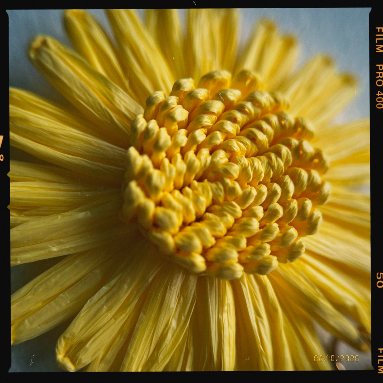 Close-up of a yellow flower earring  with a textured center, showing film grain effect.
