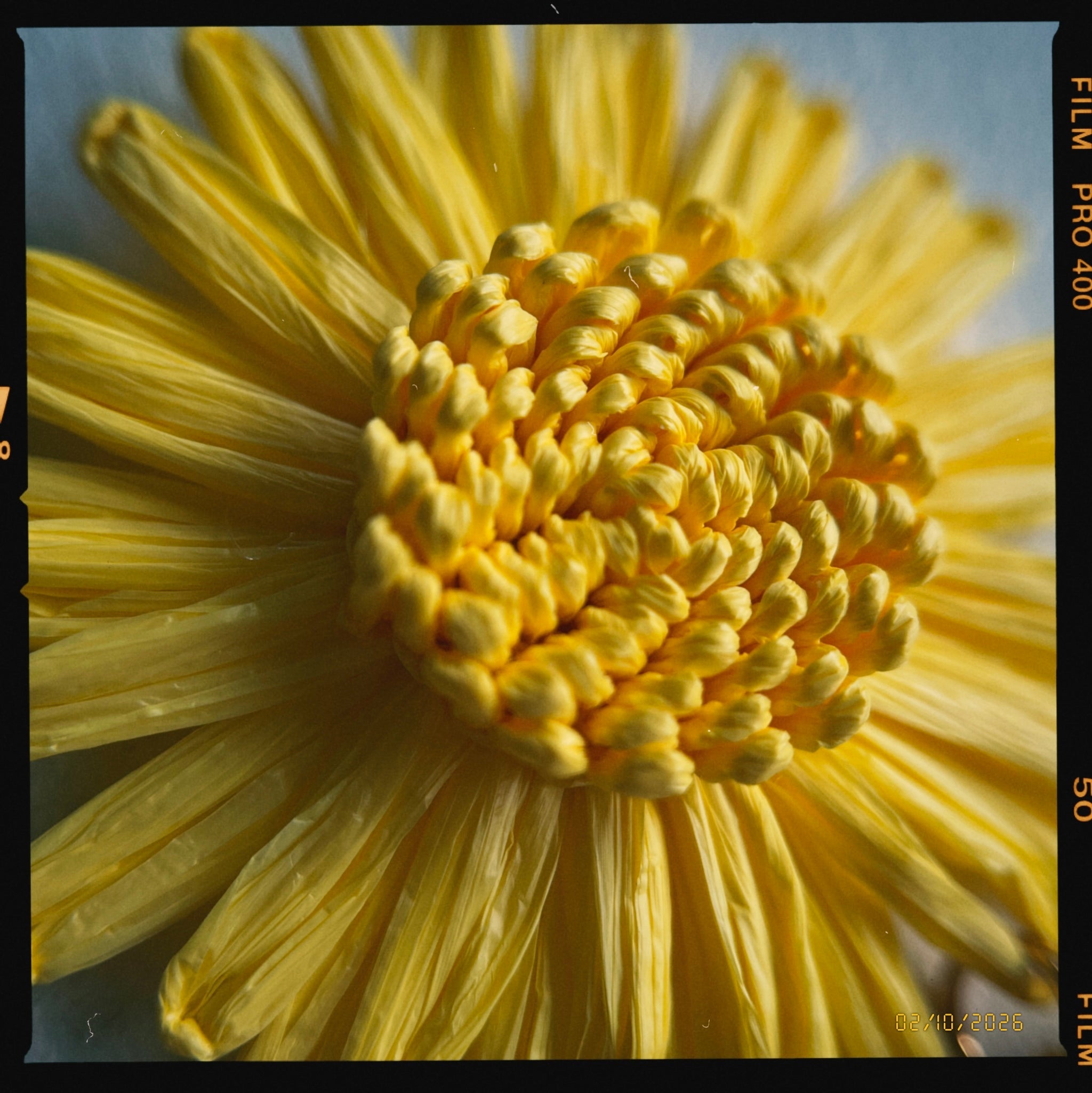Close-up of a yellow flower earring  with a textured center, showing film grain effect.